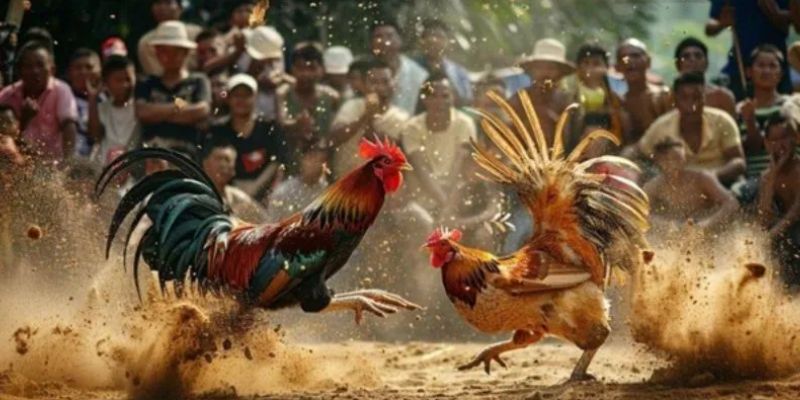 Đá gà trực tiếp C4: Tìm hiểu và chiến thắng thông minh