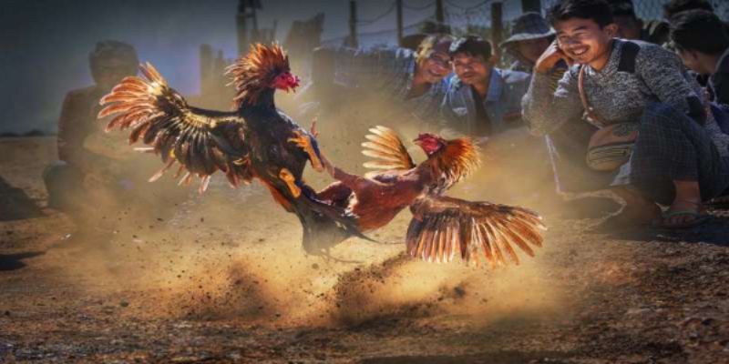 Đá gà trực tiếp c1 - Cách chiến thắng mọi ván đấu