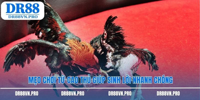 Mẹo chơi từ cao thủ giúp sinh lời nhanh chóng