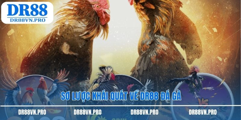 Sơ lược khái quát về DR88 đá gà