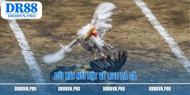 Đôi nét nổi bật về live đá gà