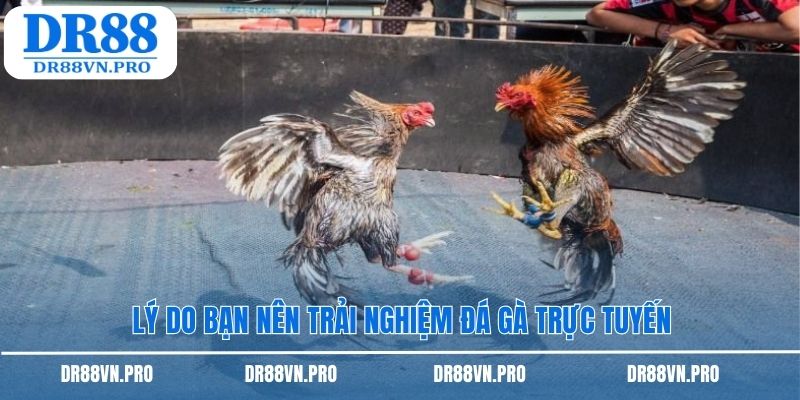 Lý do bạn nên trải nghiệm đá gà trực tuyến