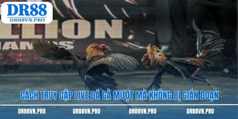 Cách truy cập live đá gà mượt mà không bị gián đoạn