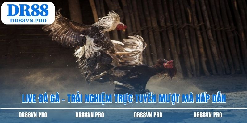 Live đá gà