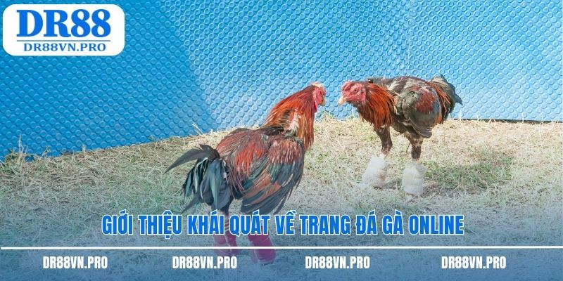 Giới thiệu khái quát về trang đá gà online