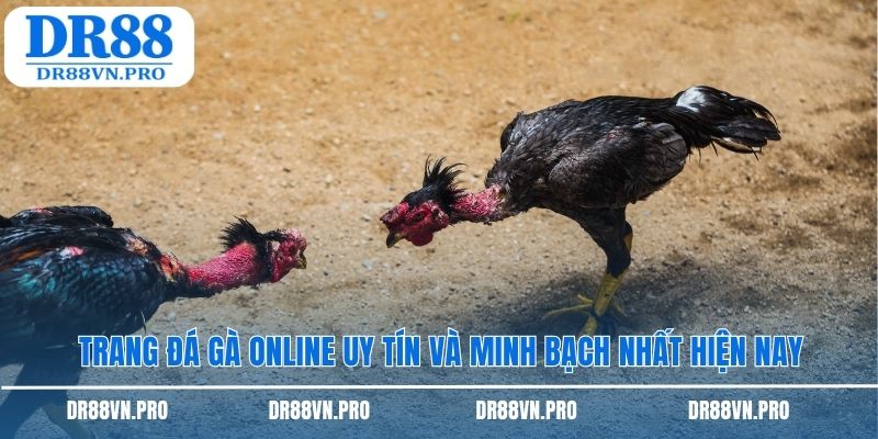 rang đá gà online