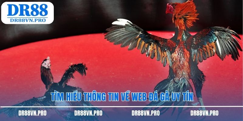 Tìm hiểu thông tin về web đá gà uy tín