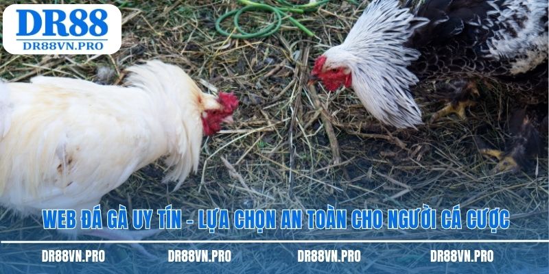 Web đá gà uy tín